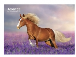   2026  1  Axent Horses
