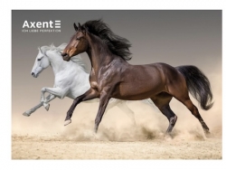   2026  1  Axent Horses